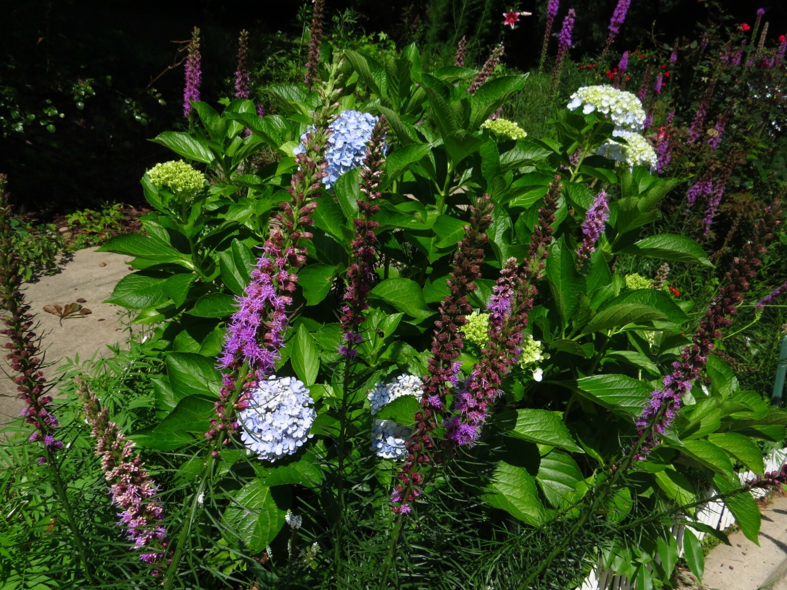 300+ Bright Purple Gayfeather/Blazing Star Flower Seeds.Perennial Native Flower.