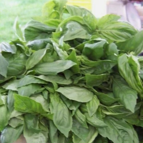 20+ basil, LEMON SCENTED, aromatic herb, SEEDS! USA seller