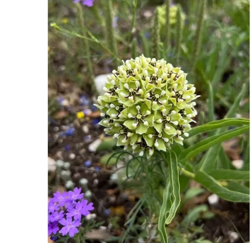 Antelope Horn Milkweed 50 Seeds Asclepias asperula Wildflower