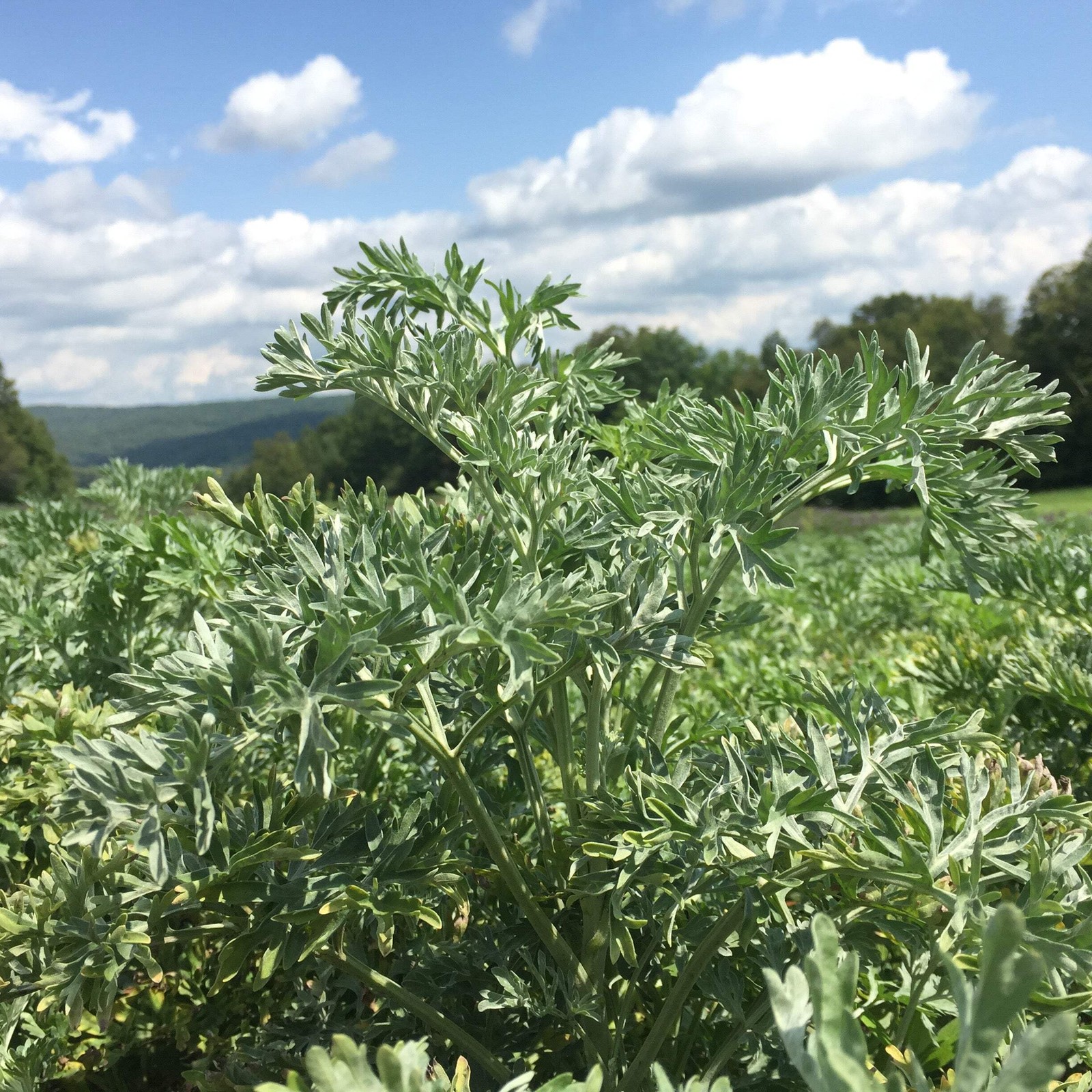 Wormwood, Absinthe Seeds (Artemisia absinthium) ~Traditional Herb Garden