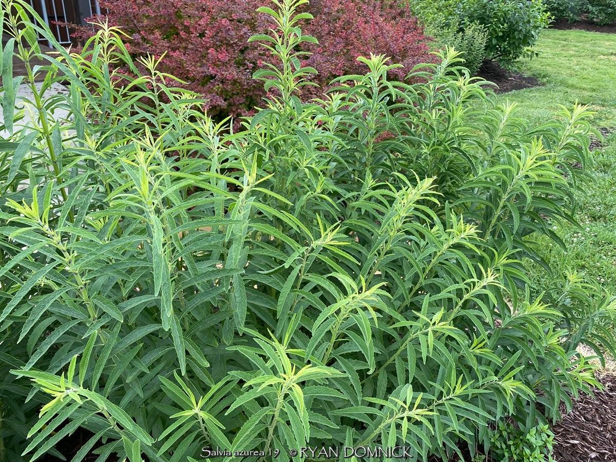 BULK SEEDS!…Salvia azurea…Blue Sage/Pitcher’s Sage…QTY/bag=500