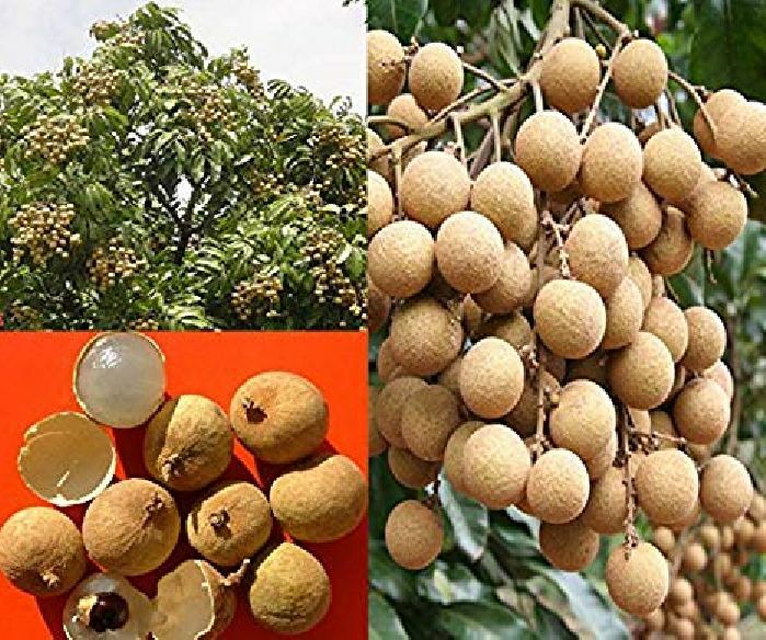 Longan Dimocarpus Dragon Eye Seedling Plant, Tropical Fruit Tree Seedling