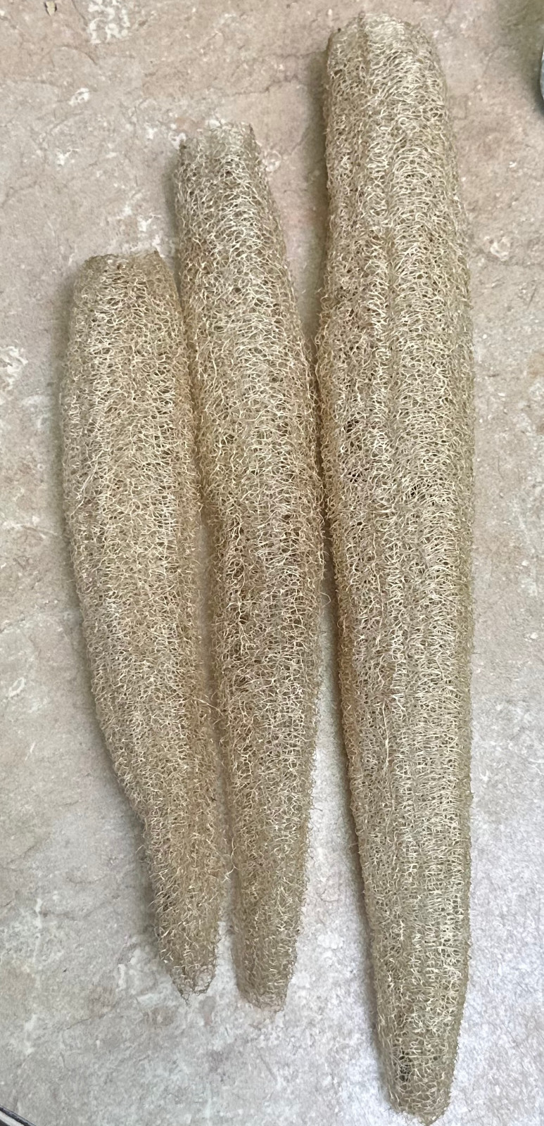 Luffa Seeds 25 Count