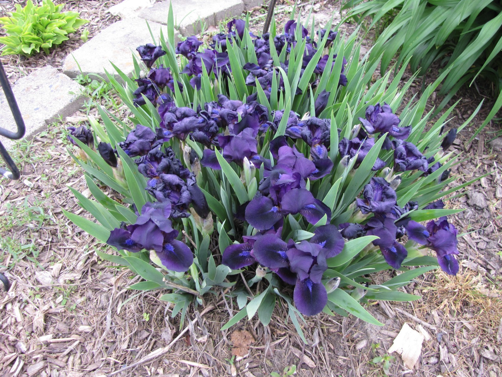 10 MINI IRIS Solid Very Dark purple live plants perennial bulb Freshly Dug