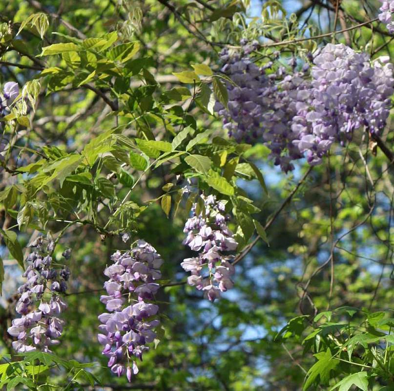 1-1000 PCS Chinese Wisteria Sinensis Tree Seeds Purple Shrub Vine Flower 0140