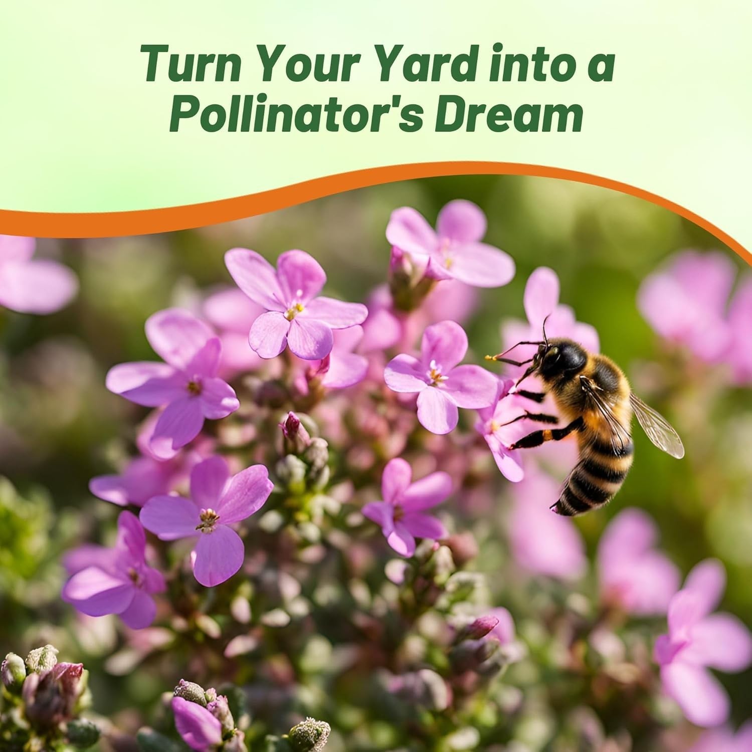 Magic Carpet Creeping Thyme Seeds – 500 PCS, Pink Flowers for Pollinator Gardens
