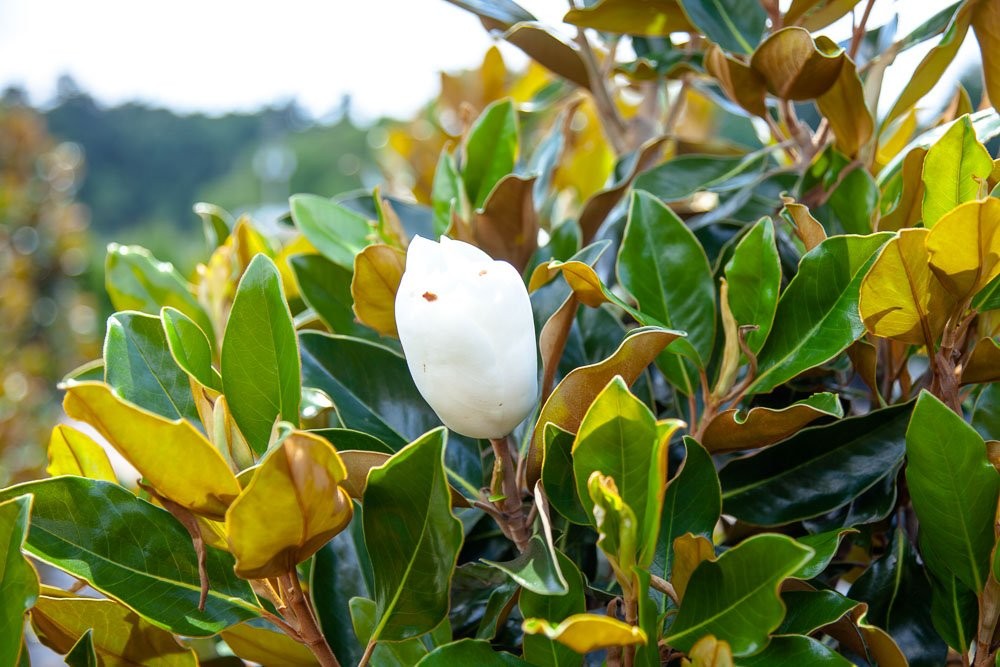 BRACKEN’S Brown Beauty Magnolia – Size: 3-4 ft, Live Plant, Includes Special