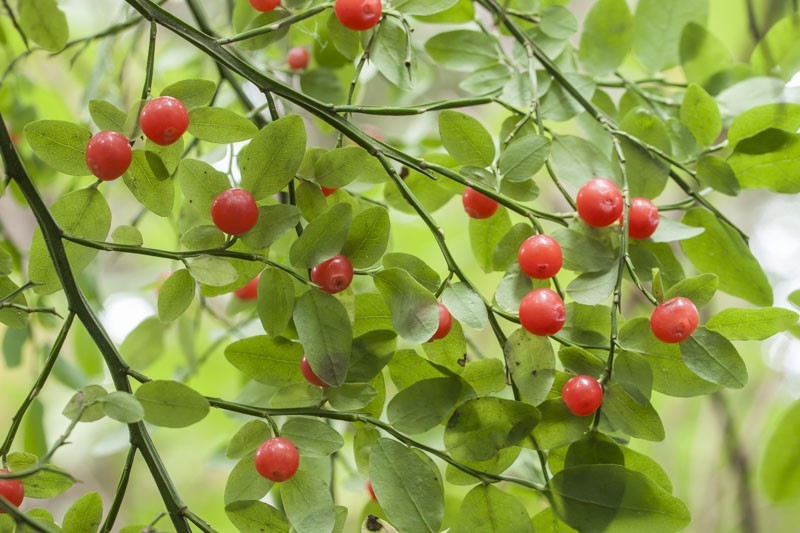 100 Red Huckleberry Seeds – Vaccinium parvifolium | Edible Hardy Native Shrub