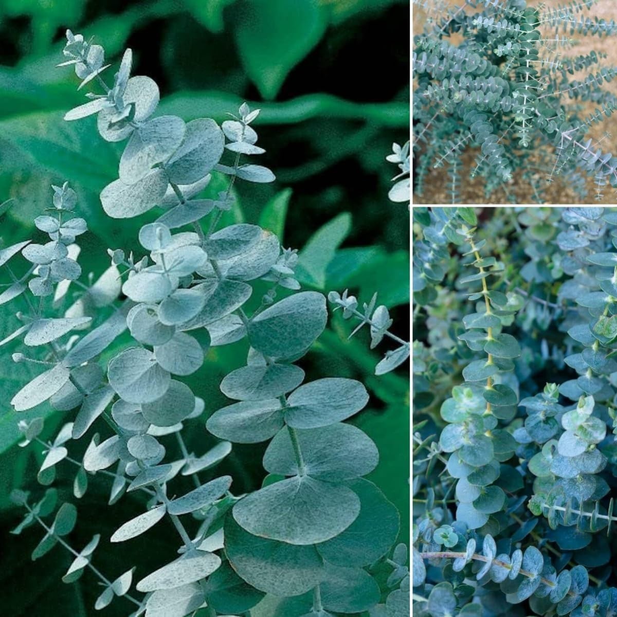 50 Pcs Aromatic Eucalyptus Tree Seeds – Heirloom Evergreen Plant, Quick Germinat