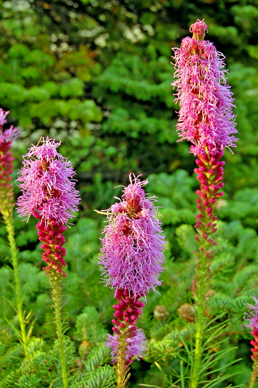 purple Liatris spicata 102 seeds, blazing star, gayfeather. no GMO. grown in USA