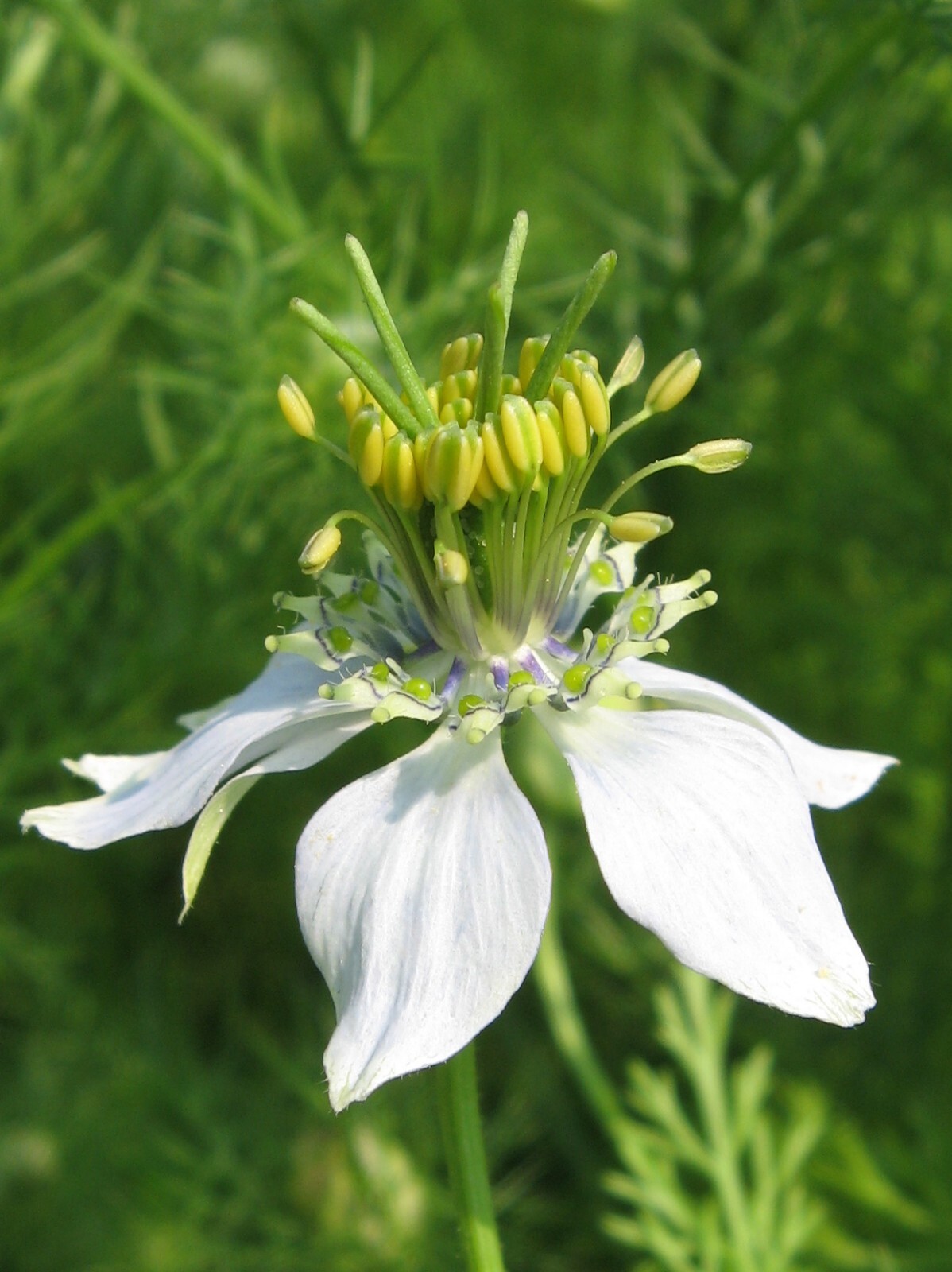 Black Cumin, (Nigella Sativa) SEEDS