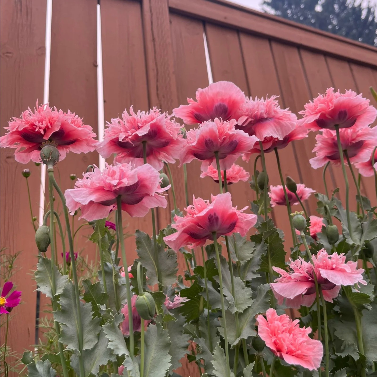 1000 Blush Orange Poppy Seeds – Papaver rhoeas for Garden Borders & Pots