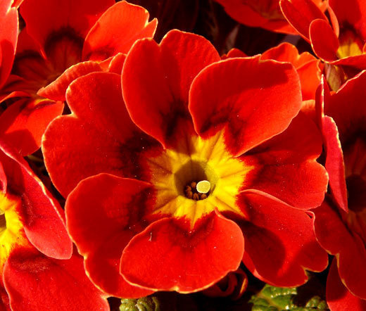 PRIMROSE ENGLISH ACCORD SCARLET RED Primula Vulgaris – 50 Bulk Seeds