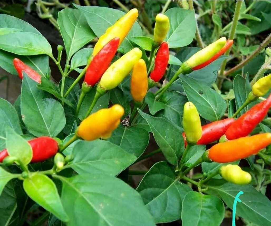 3 Tabasco peppers HEIRLOOM plants plants, ,100% Organic,grown USA
