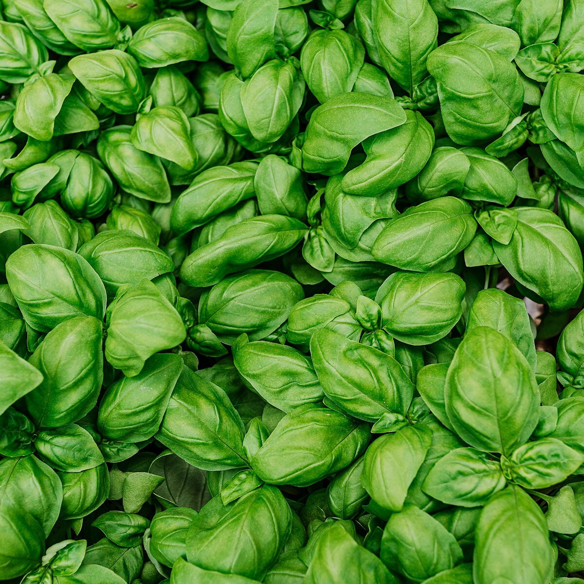 1/4 Lb Italian Large Leaf Basil Herb Seeds – Everwilde Farms Mylar Seed Packet