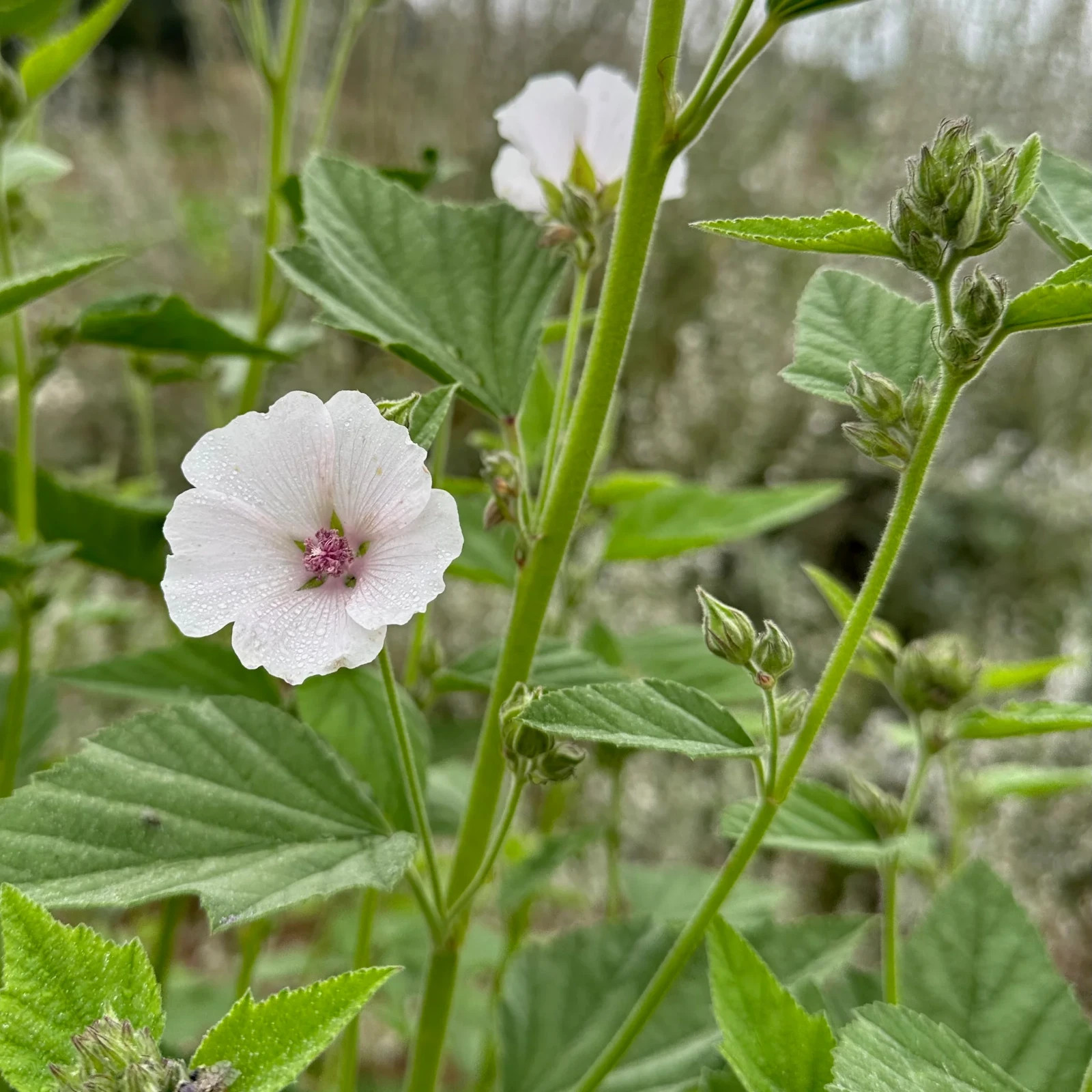 200+ Althaea officinalis Marshmallow Seeds Hardy Perennial Herb