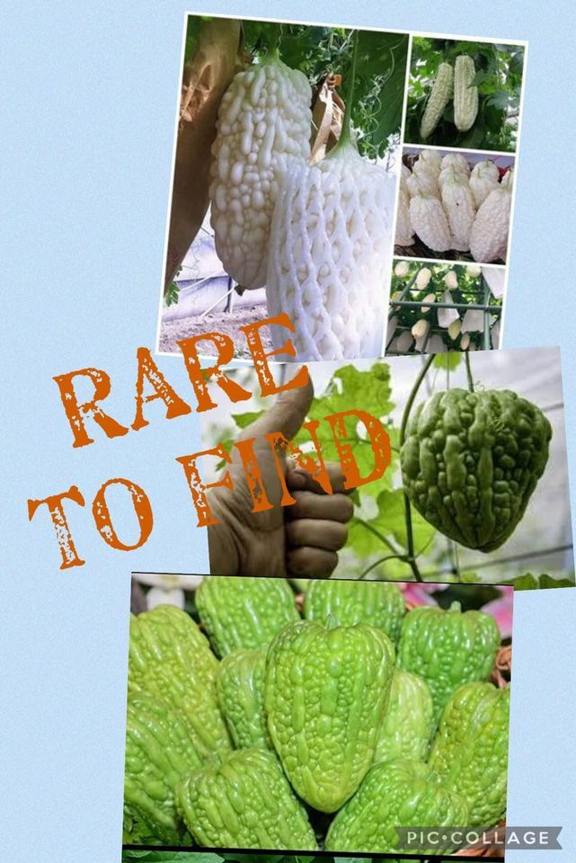 5 white bitter melon seeds and10 big heart big top bitter melon seeds khổ qua tr