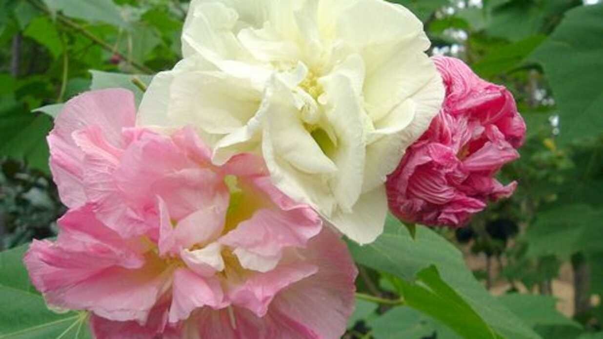 20 Confederate Rose Seeds 2023 Havest