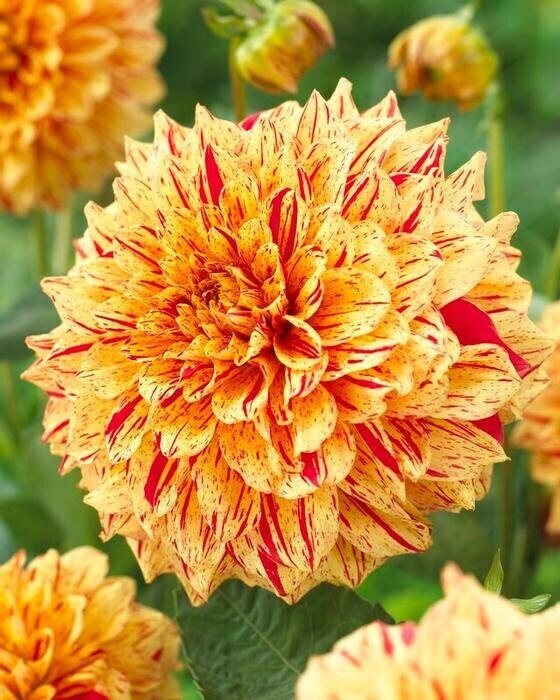 1 “Gloriosa” Decorative Dahlia – Large Size #1 Bulb – US Seller