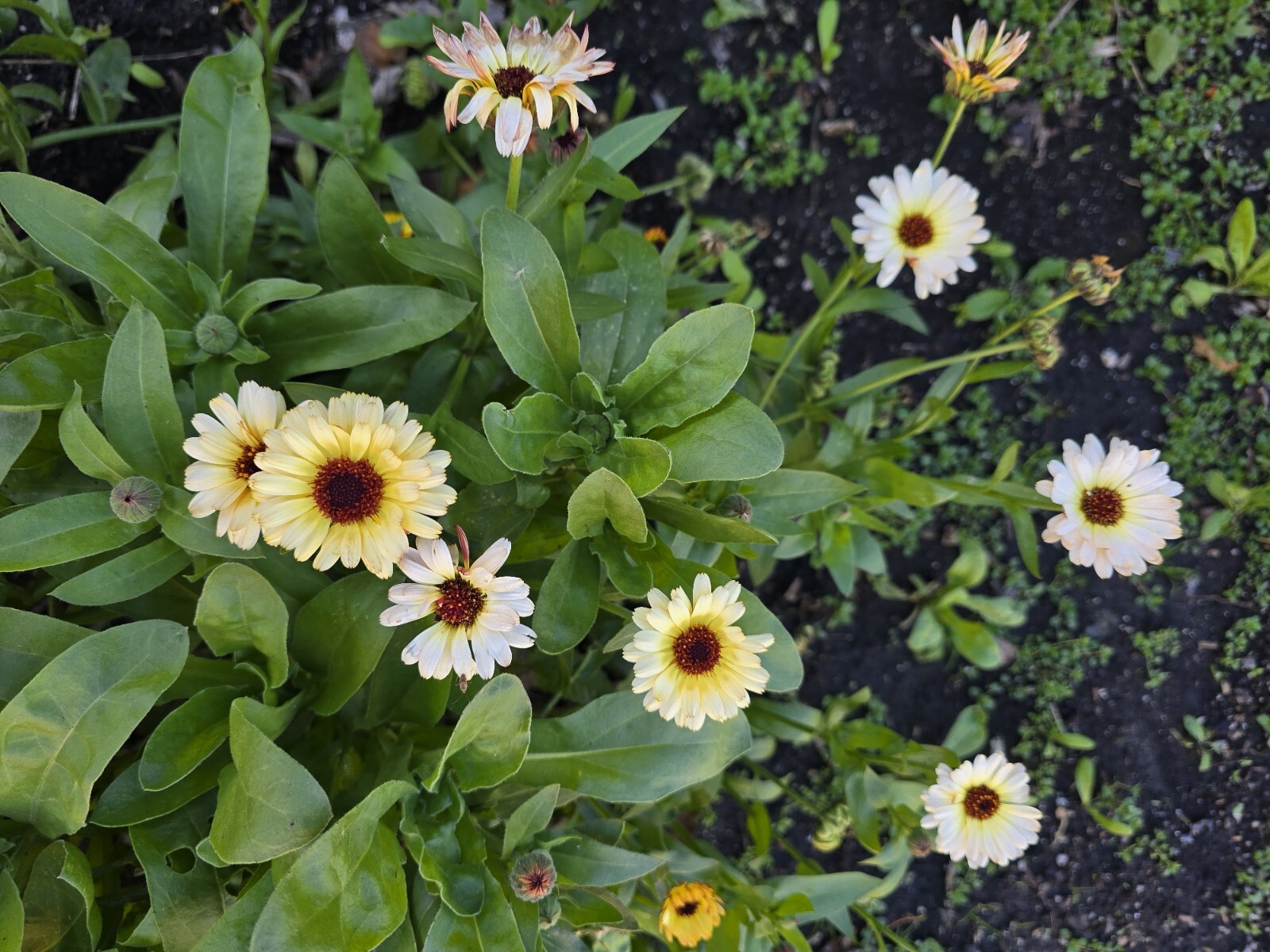 Mixed Calendula Seeds Several Varities 25 Organic Seeds