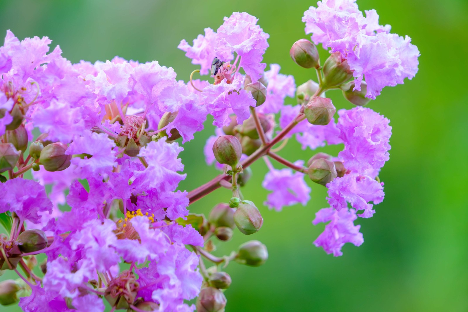 1000 Bulk CREPE MYRTLE Mixed Colors Lagerstroemia Indica Tree Shrub Flower Seeds