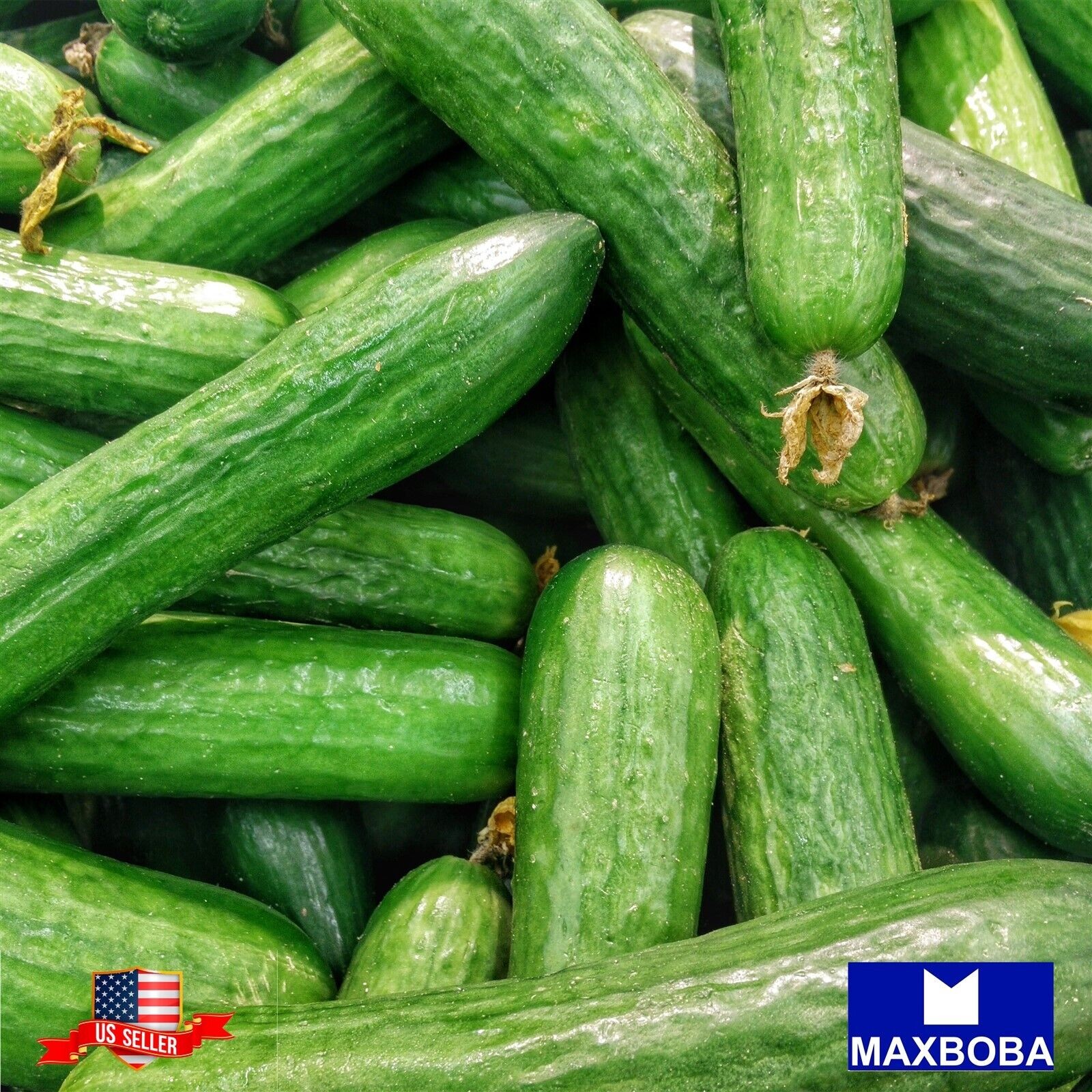 25+ Muncher Cucumber Seeds Non-GMO / Heirloom / Vegetable BTGO 75% OFF
