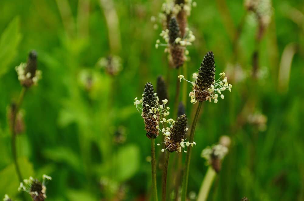 Narrowleaf Plantain Seeds for Planting (50 Seeds) – Ribwort Plantain Plantago la