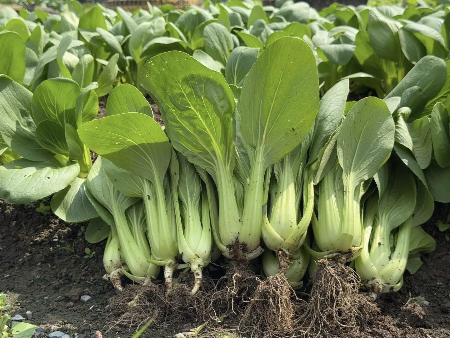 3000+ Premium Bok Choy Seeds – Cải Thìa – Pak Choi – Chinese Cabbage– NonGMO,…