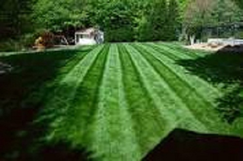 FALCON IV TURF TYPE FESCUE Grass Seed Disease Resistant Deep Green Color & Hardy