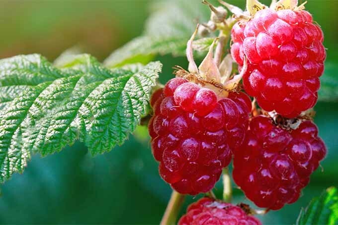 RASPBERRY RED SEEDS, 30 Seeds, Rubus idaeus, Organicly Grown, Fruit, Bush