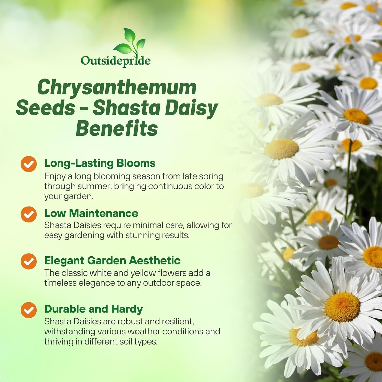 GMO-Free Shasta Daisy Seeds – 1 Lb. of Drought-Tolerant, Beautiful White Blooms