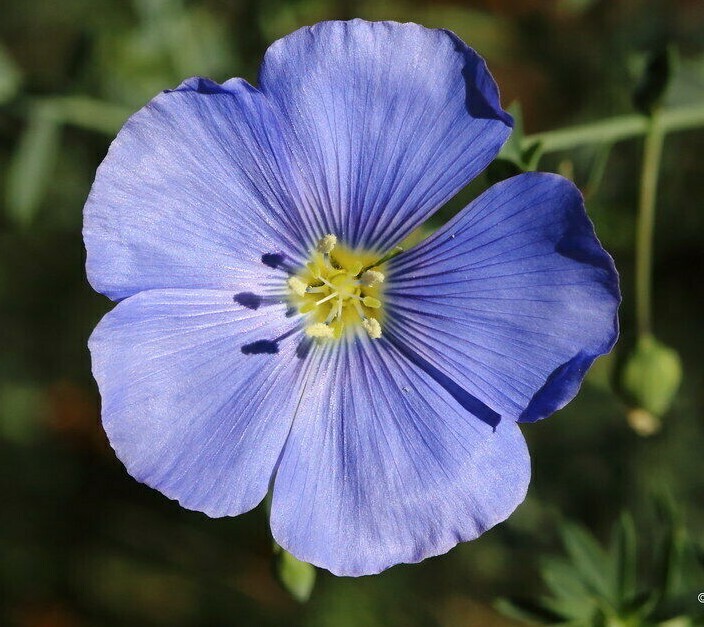 BLUE FLAX LINUM SEEDS 500+ LINUM PERRENE ORNAMENTAL flower GARDEN FREE SHIPPING