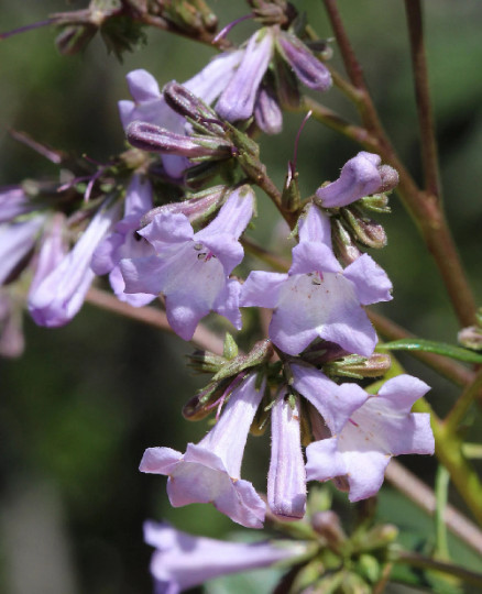 Yerba Santa {Eriodictyon californicum} Herbal Organic 20+ seeds Free Shipping!