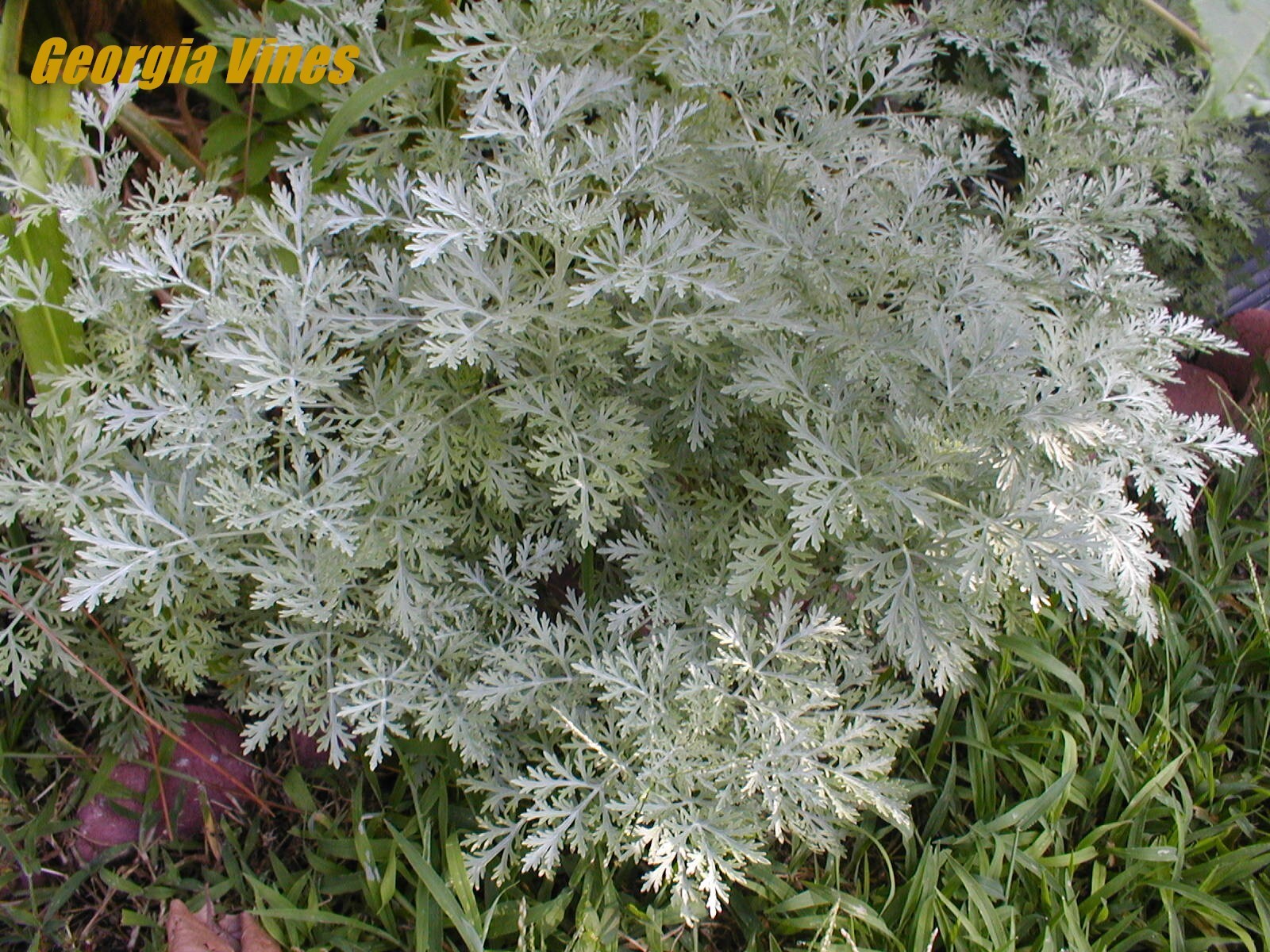 Artemisia pycnocephala Dune Sagewort 50 seeds