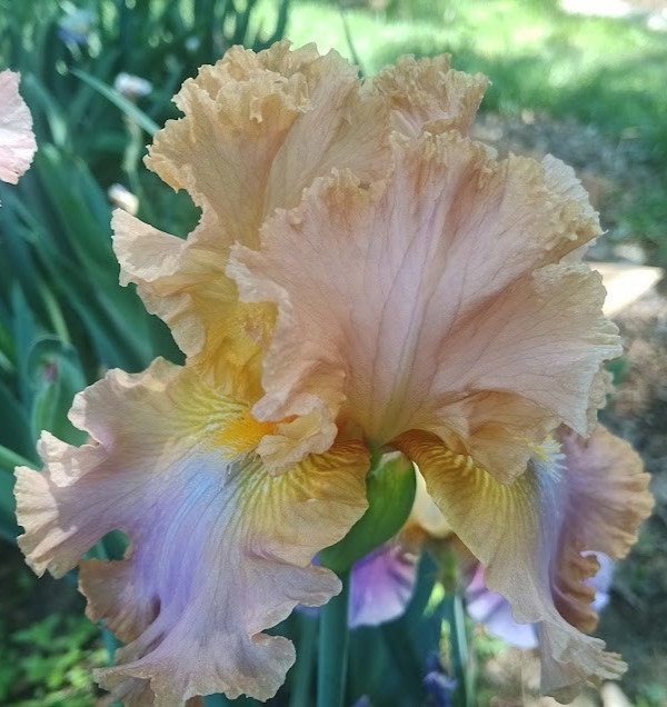 (4) TALL BEARDED IRIS RHIZOME RANDOM MIX BEAUTIFUL FLOWERS ROOT GARDEN PLANTS