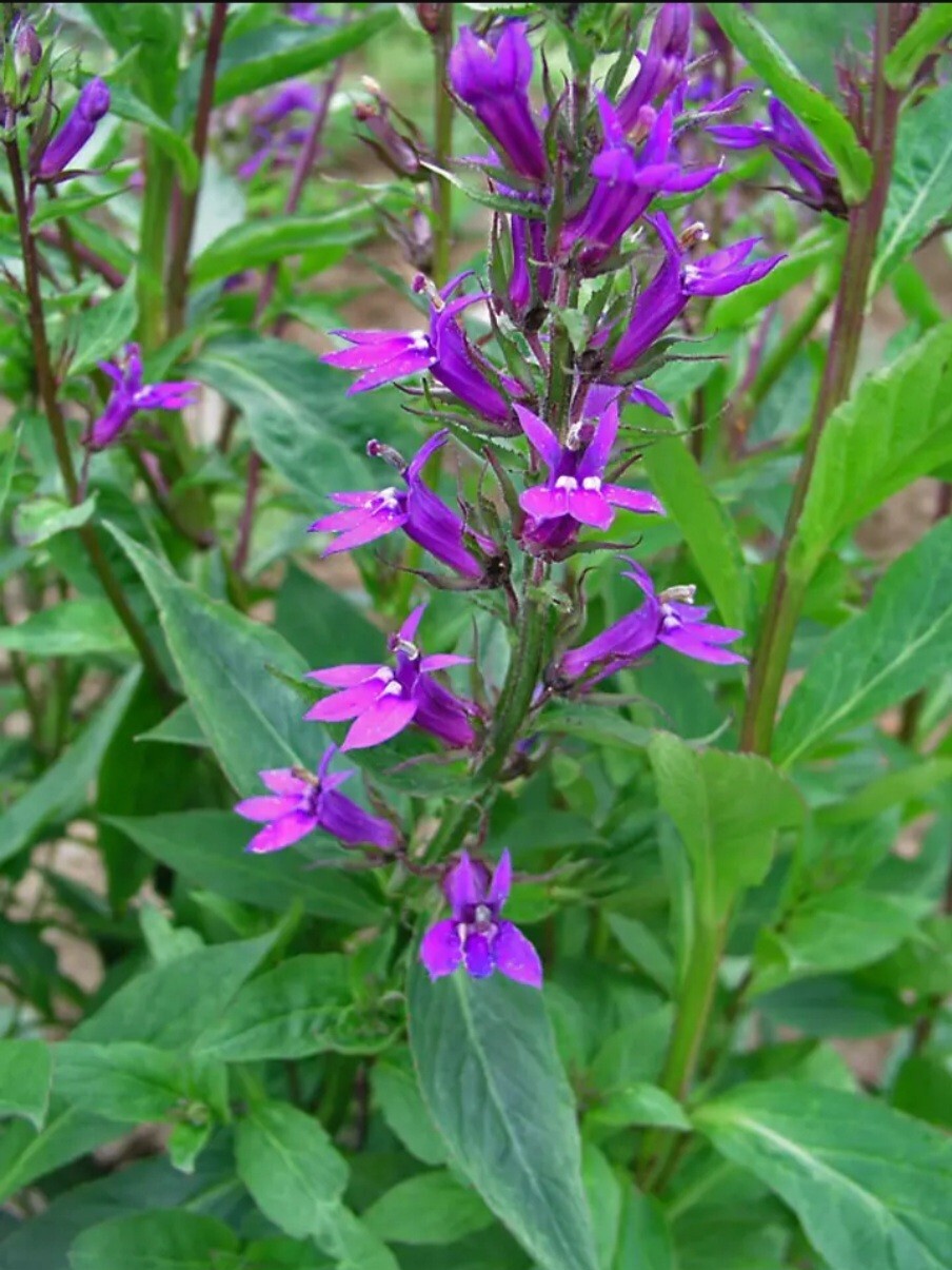 Lobelia, purple (Lobelia Vedrariensis) SEEDS