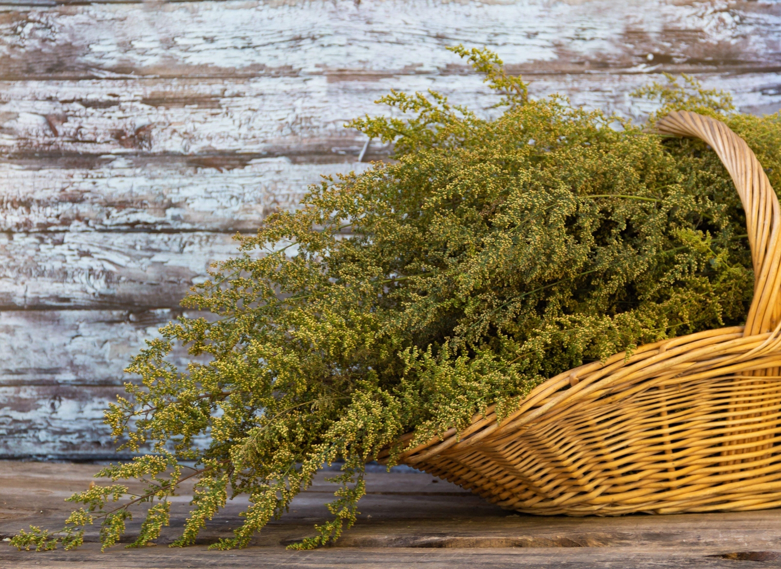1000 SWEET WORMWOOD Artemisia Annua Sweet Annie Mugwort Sagewort Herb Seeds