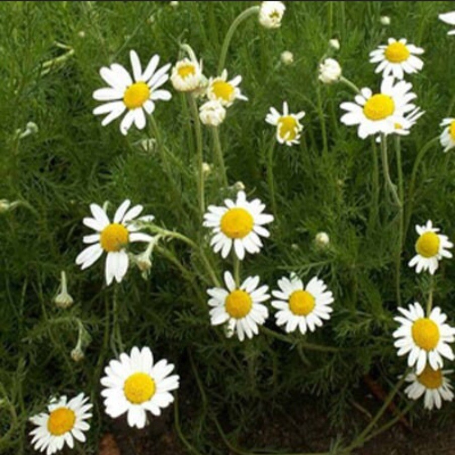 Roman Chamomile Seeds (Anthemis nobilis)