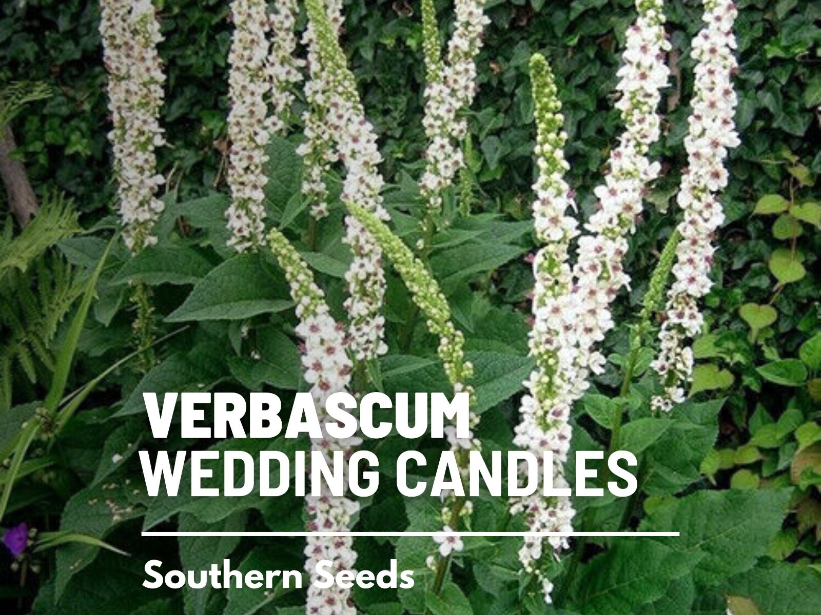 Wedding Candles Verbascum Seeds, Heirloom Drought-Tolerant Flower, USA Grown