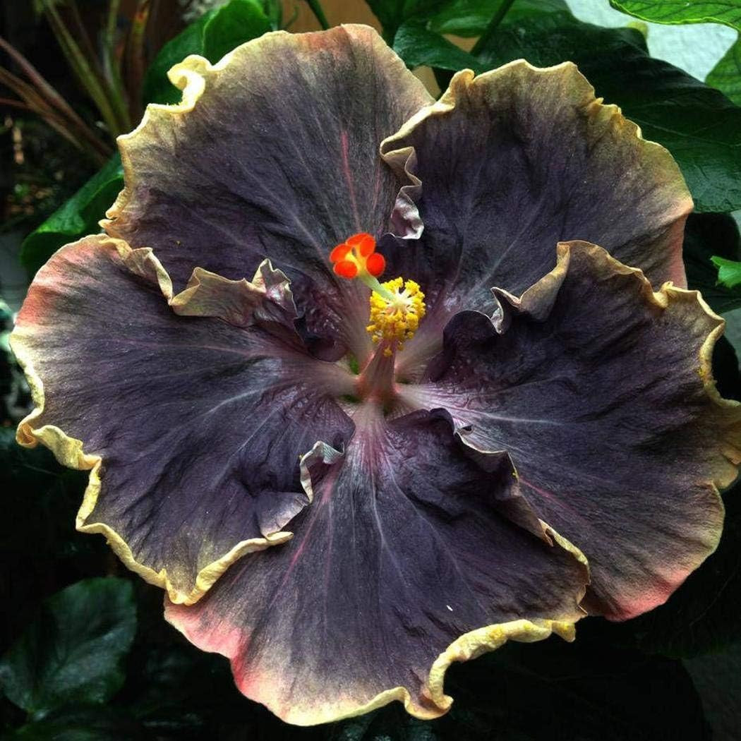 20PCS Rare Black Pink Purple Hibiscus Seeds”Black Rainbow” Giant Flower Tropical