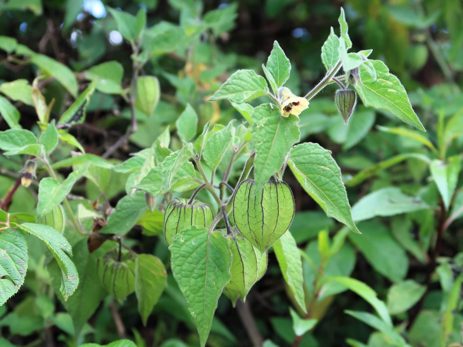 200 Organic GROUND CHERRY Physalis Pruinosa Golden Strawberry Vegetable Seeds
