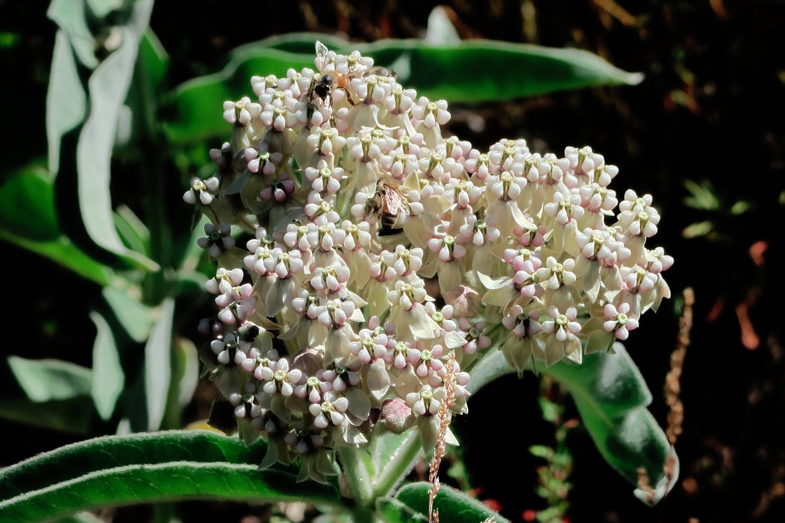 Kotolo Milkweed Seeds California Native Seeds Asclepias eriocarpa 50 Seeds
