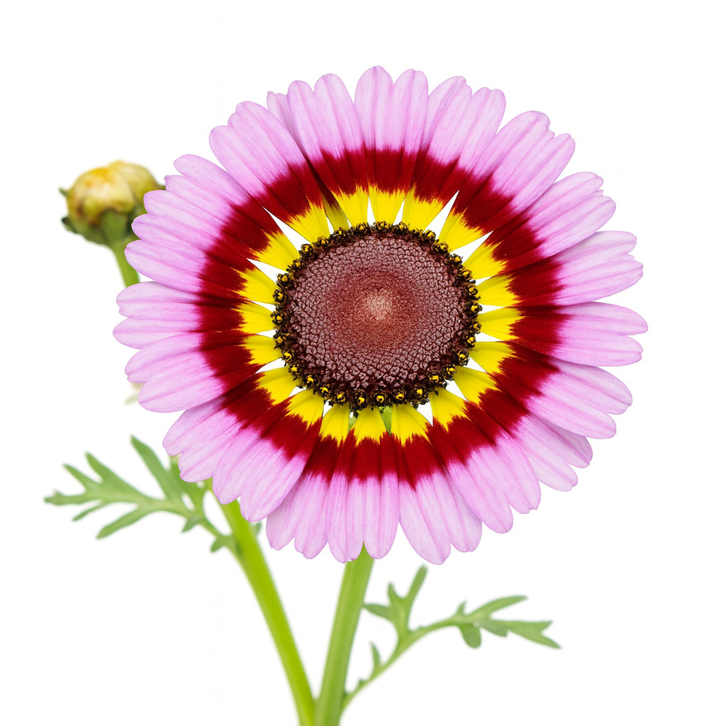 500+ PAINTED DAISY TRICOLOR AUTUMN MIX SEEDS GIGANTIC FLOWERS BUTTERFLIES BEES