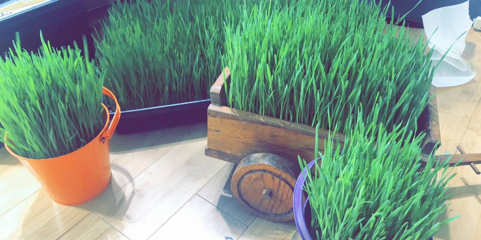 -2LBS-WHEATGRASS(SEED)HARD-RED-WINTER WHEAT NON-GMO VERY HIGH GERMINATION RATE!!