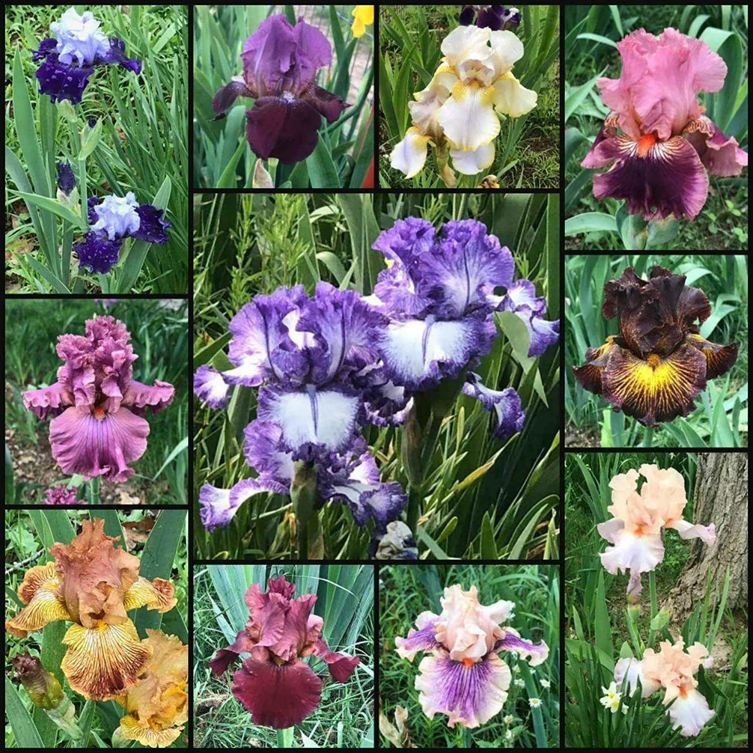 Fresh Sprouted Mixed BEARDED IRIS RHIZOME Bulbs (Choose your size)