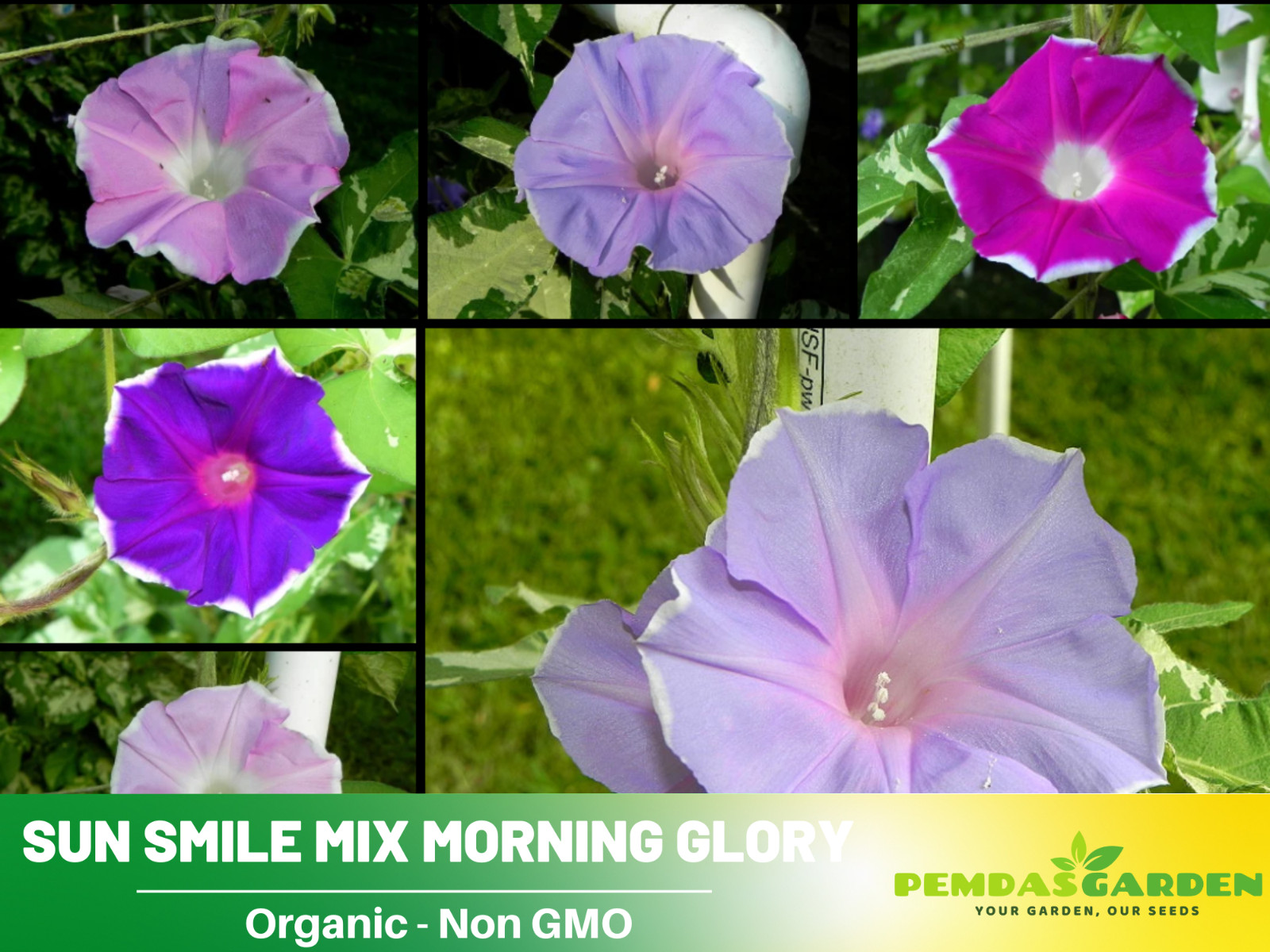 30+Seeds| Sun Smile Mix Morning Glory Seeds #F031
