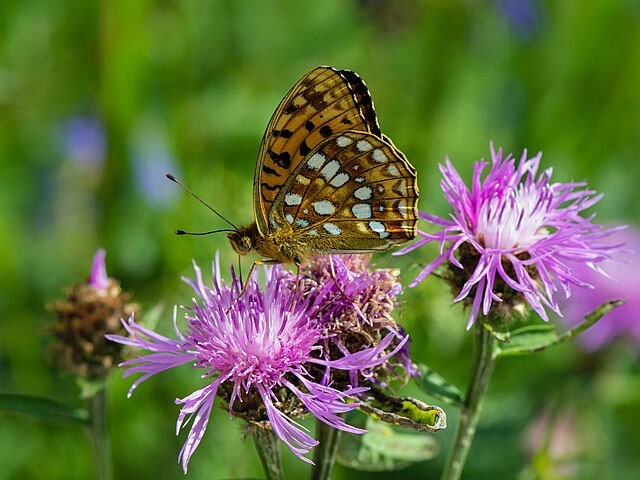 Centaurea jacea | Brown Knapweed | 20 Seeds