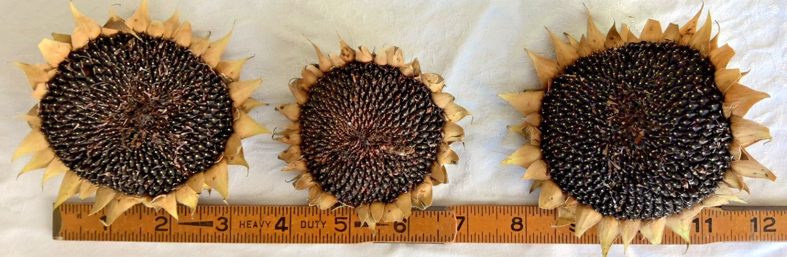 Lot of 3 Dried Sunflower Heads 3″ to 4″ for Pets Birds Crafts Etc Pesticide Free