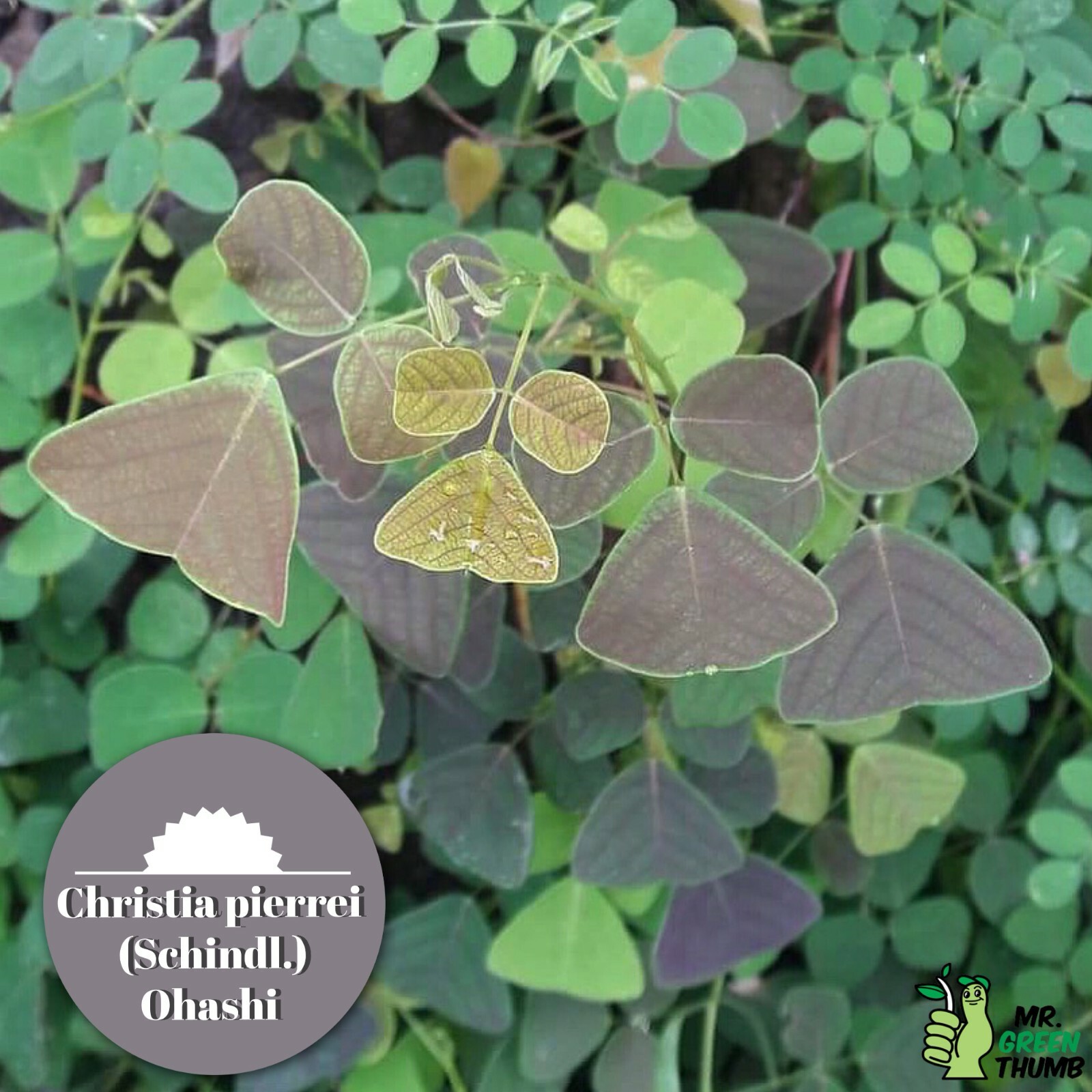 Organic Christia pierrei (Schindl.) Ohashi Butterfly Wing Plant like Obcordata