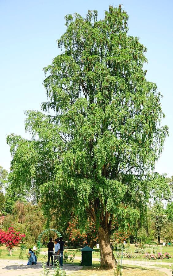 Montezuma Cypress Tree | Premium Seeds | Taxodium mucronatum | Plants’®